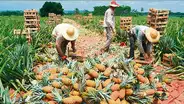 Cosecha de piña Golden genera expectativa en agricultores del valle viejo
