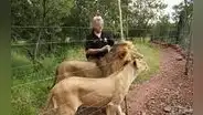 Leones en cautiverio mutilan a cuidador: como castigo, les dispararon hasta la muerte