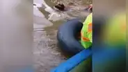 Rescatan a perritos que estaban a punto de ahogarse tras inundaciones
