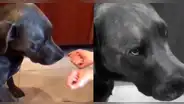 Facebook: perro es víctima de cruel truco de magia y es 'troleado' por su amo [VIDEO]