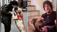 Stallone y su perro Butkus: de venderlo para sobrevivir a recuperarlo gracias a “Rocky”