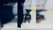 Adopta un pequeño perro y este no se separa de ella para demostrarle todo su cariño [VIDEO]