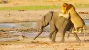 León aprovecha que elefante se separa de su manada para atacarlo por la espalda [VIDEO]