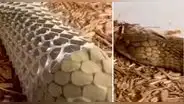 Graba momento en que enorme serpiente muda de piel y escena es espeluznante 