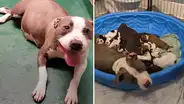 Familia acoge a perrita embarazada y al poco tiempo da a luz a 10 cachorros [VIDEO]