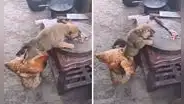 Gallina y perrito protagonizan una graciosa travesura