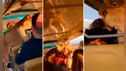 Leona sorprende a grupo de turistas al subir a vehículo de safari para recibir caricias