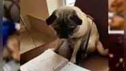 Profesora pide a sus alumnos enviar fotos de sus mascotas ’haciendo’ la tarea y este es el resultado [FOTOS]