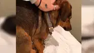 Perro mueve su cola mientras duerme y llama la atención de su cuidadora [VIDEO] 