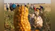 Precios de los alimentos alcanzaron niveles récord durante el 2022, según la FAO