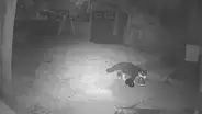 Joven crea grupo de Facebook para devolver los zapatos que su gato le robó a sus vecinos [FOTOS]