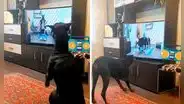 Perro ve un programa para canes en TV e intenta imitar unos ejercicios