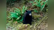 Sacrifican a oso porque fue demasiado amigable con los humanos que lo alimentaron