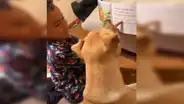 Madre regresa a casa y encuentra a su hijo dando ‘lecciones de lectura’ a su perro [VIDEO]