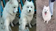 Perro que iba a ser sacrificado, ‘pide ayuda’ a joven y ella lo adopta para rescatarlo [VIDEO]