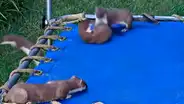Hombre crea parque de juegos para sus hijos, pero animales se apoderan del lugar [VIDEO]