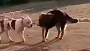 Perro callejero encuentra a pitbull sujetado a una cerca, lo libera y huyen juntos [VIDEO]