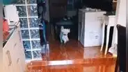 Llama a su familia para almorzar y su perrito es el primero en llegar [VIDEO]