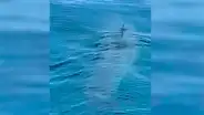 Jóvenes navegan en medio del mar y descubren una enorme criatura marina con impresionantes dimensiones [VIDEO] 