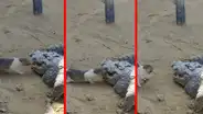 Gatito osado se mete en las fauces de un cocodrilo para sacar un pedazo de carne