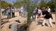 Científicos plantan semillas de 2.000 años de antigüedad y surge un árbol legendario
