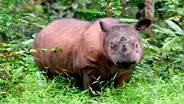 Muere Iman, la última rinoceronte de Sumatra y se confirma su extinción en Malasia