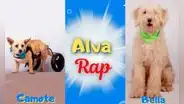 ¡Adóptalos ya! Albergue de perritos lanza rap Pokémon para encontrarles hogar a 150 animalitos