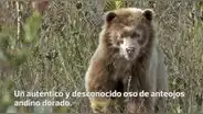 Histórico: Encuentran a un oso de anteojos andino dorado en el Amazonas