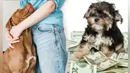 ¿Puedo dejarle mi herencia a mi mascota en Perú? Esto dice una especialista