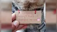 Gato vuelve a casa luego de tres días y trae consigo una nota con gran deuda [FOTOS]
