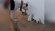 Perro ‘regaña’ a sus cachorros por sus travesuras y estos tienen conmovedora reacción [VIDEO] 