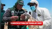 ¿Egresado o titulado? Serfor ofrece convocatoria de trabajo con sueldos de hasta 6.000 soles