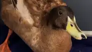 Veterinarios castran a pato tras aparearse diez veces al día con tres hembras