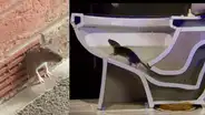 ‘Super ratas’ invaden inodoros y tuberías de desagüe en Reino Unido [VIDEO] 