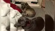 Hombre salvó a unos pitbulls de una perrera y tiempo después, estos le salvaron la vida de un robo [FOTOS]