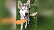 Ve a su perro ‘triste’ y adopta una nueva mascota para hacerle compañía