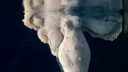 Pulpo cambia de varios colores mientras duerme y la misteriosa razón sorprende a todos [VIDEO]