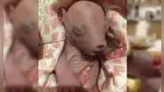 Mujer rescató a un wombat bebé que estaba en el vientre de su madre que murió en un accidente [FOTOS]