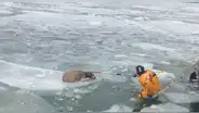 Captan el dramático rescate de un perro paralizado por el frío en un témpano de hielo