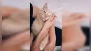 Encuentra con terribles heridas al gato que visitaba su casa a diario, lo curan y deciden adoptarlo [VIDEO]