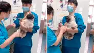 Veterinario le corta las uñas a perro pug y este tiene dramática reacción [VIDEO]