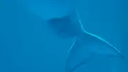 Capta el preciso momento en que una beluga da a luz en pleno acuario y se vuelve viral [VIDEO]