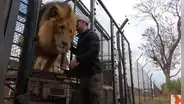 Ingresa a recinto de leones que cuidó de bebés y estos tienen emotiva reacción al verlo [VIDEO]