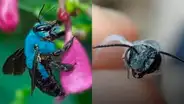 EE. UU.: durante la cuarentena reaparece la "abeja azul” que se creía extinta desde hace años 