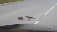 Ave ayuda a que distraído erizo cruce la pista y no muera atropellado en plena carretera [VIDEO]