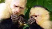 Youtube muestra que capuchinos panameños ingresaron a su propia Edad de Piedra