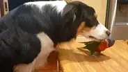 Loro tiene furiosa reacción al sentir que su amigo canino deja de darle cariño [VIDEO]