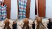 Mujer engaña a sus dos traviesos perros y estos protagonizan inesperado combate [VIDEO]