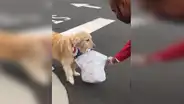 Perro recoge la comida del restaurante y la lleva con su hocico hasta su dueño [VIDEO]