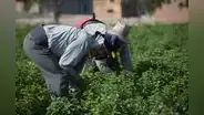 Conveagro: Más de 2 millones 200 mil agricultores y ganaderos necesitan acceder al FAE-Agrario